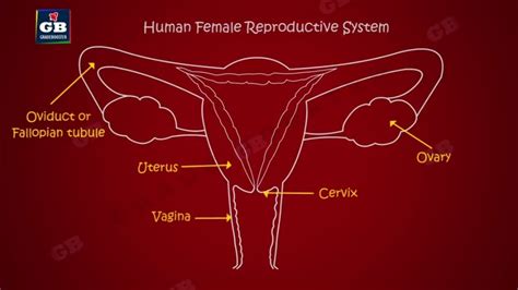 Draw A Diagram Of Female Reproductive System Brainly In