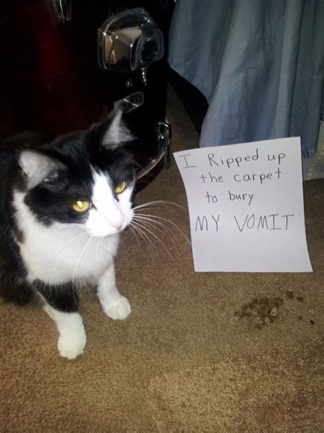A shocking 30 million people will suffer from an eating disorder sometime in their life. 20 Of The Most Hilarious Cat Shaming Signs
