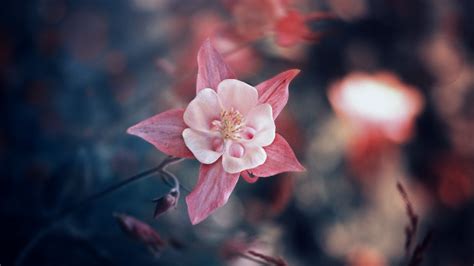 Download Wallpaper 1280x720 Flower Pink Bloom Blur