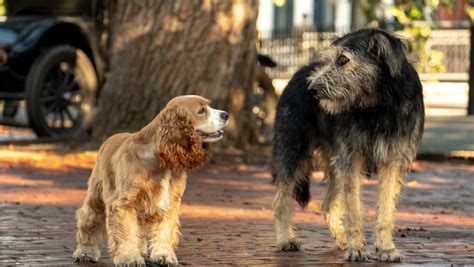 Watch New Trailer Photos For Savannah Shot Lady And The Tramp