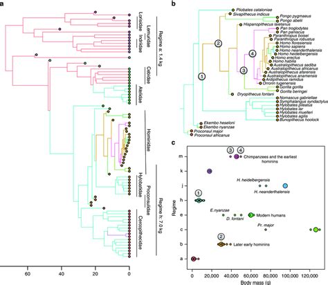Time Calibrated Phylogenetic Tree With Selective Regimes And Estimated