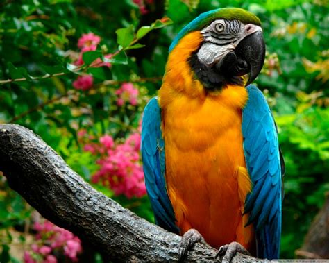 35 Beautiful And Colorful Parrots Wallpaper