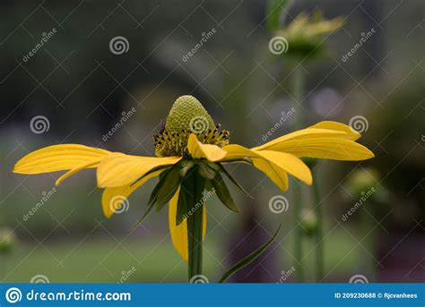 Pinnate Prairie Coneflower Ratibida Pinnata Flower Facing Upward