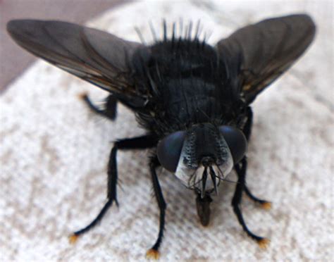 Large Black Flying Bug Identification