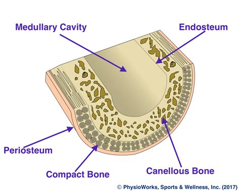 Cross Section Of A Bone Bone Structure Anatomy Explained What Is Bone