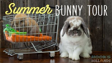 Summer Bunny Tour Baby Bunnies Youtube