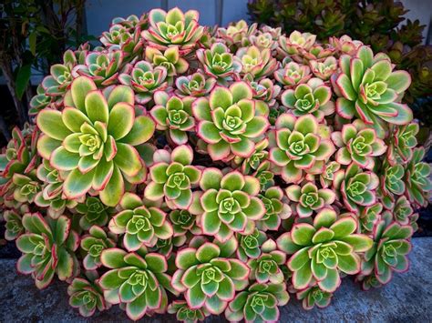 Aeonium Uc Master Gardeners Diggin It In Slo Anr Blogs