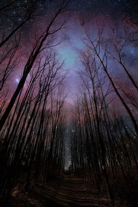 Mystical Purple Forest Scenery Beautiful Nature Night Skies