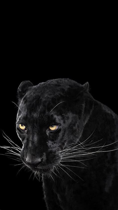 49 Wallpaper Of Black Panther Animal