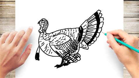how to draw realistic turkey youtube
