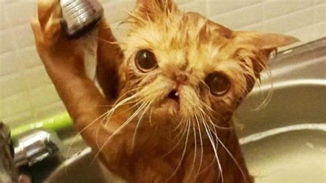 Best Photos Why Are Cats Afraid Of Water Why Are Cats Afraid Of Water Why Do Most Cats