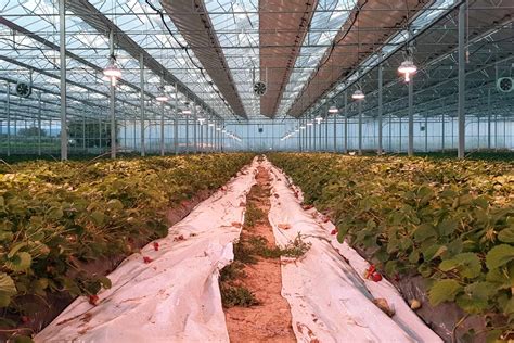 Photovoltaic Greenhouse Vgd Eclairage Led Horticole Intelligent