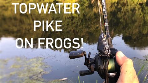 Topwater Frog Fishing For Pike Including Blowups Youtube