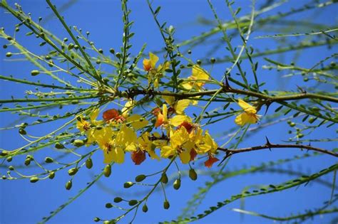 2016 Look For The Bright Yellow Blooms Of The Retama Tree At Estero