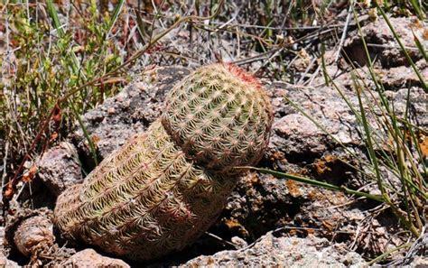 I also share my top tips for growing cacti. Echinocereus rigidissimus, Rainbow Hedgehog Cactus ...