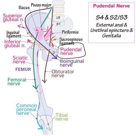 Femoral Nerve Sensory