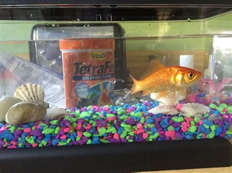 How To Keep A Goldfish Alive Goldfish Care Goldfish Pet Fish