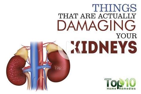 Are The Kidneys Located Inside Of The Rib Cage The Rib Cage Provides