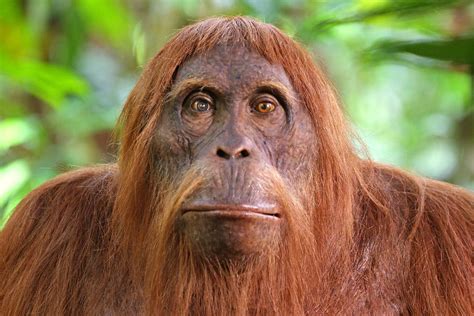 Tiger goes wild and children make terrible pets comes another adventure starring everyone's favorite underdog. Spy in the Wild, BBC1: nature documentary uses advanced ...