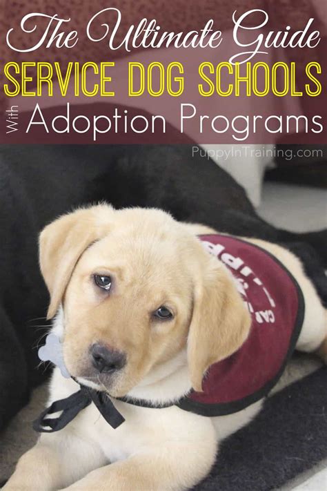 The Ultimate List Service Dog Schools With Adoption