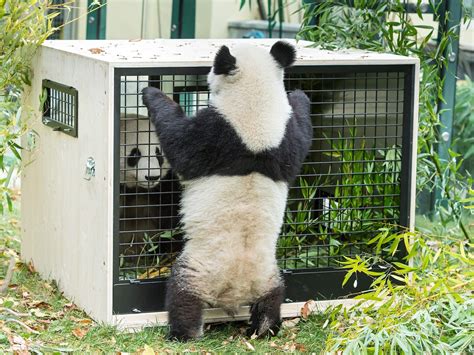 Wiener Tiergarten Schönbrunn Panda Zwillinge Werden Flügge Vienna Online