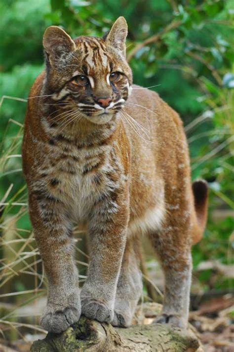 Wild Cats List With Pictures And Facts A Guide To All Wild Cats Species