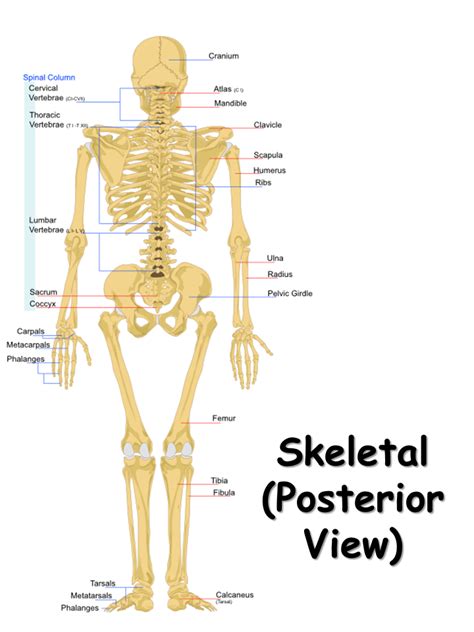 Skeletal System Presentation Biology
