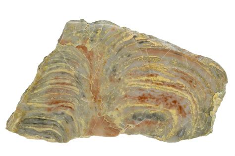 34 Polished Stromatolite From Russia 950 Million Years 180023