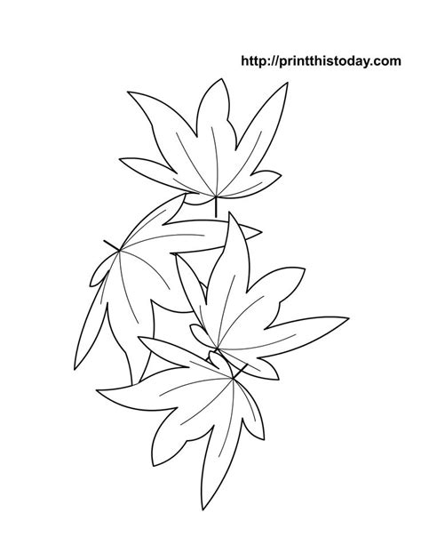 maple leaves fall coloring pages fall colors coloring pages