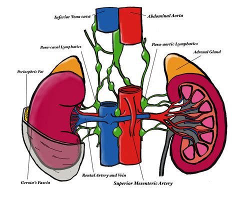 Learnoncology