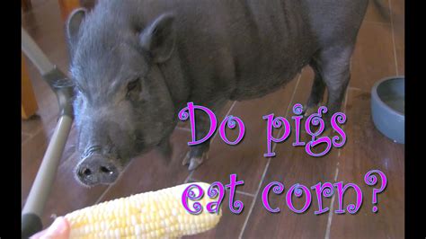 Do Pot Belly Pigs Eat Corn Youtube