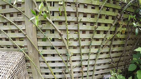 Re Tying A Climbing Rose To A Trellis Fence Part 1 Youtube