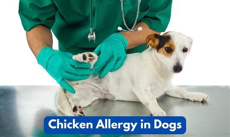 Chicken Allergy In Dogs Can Dogs Eat Eggs If They Are Allergic To