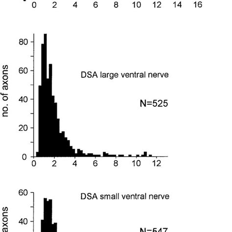 Size Distribution Of Axons In DSA Nerves Histograms Of Diameters For Download Scientific