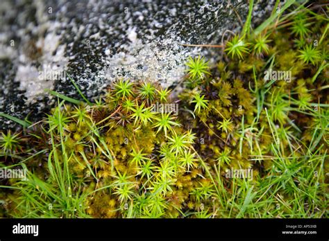Hair Moss Polytrichum Commune Growing On Rock Stock Photo Alamy