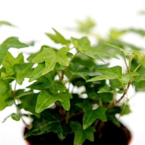 Buy English Ivy Green Plant Online At Cheap Price