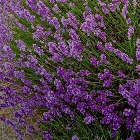 Lavender Flower Seeds For Planting High Quality Varieties