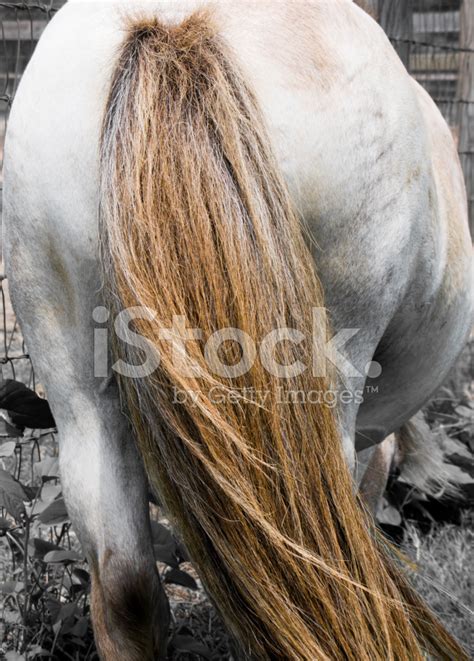 Animal Rear End View Of White Horse With Long Tail Stock Photo