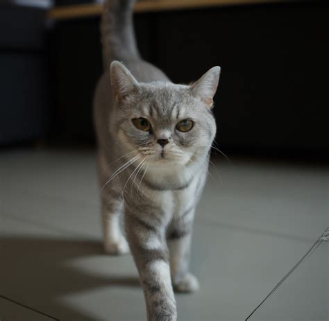 How To Breed British Shorthair Cats