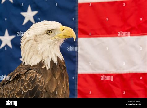 Emblema Nacional Americano Fotografías E Imágenes De Alta Resolución
