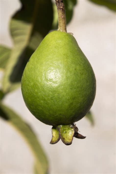 Free Images Nature Food Green Produce Pear Fruit Tree Growing