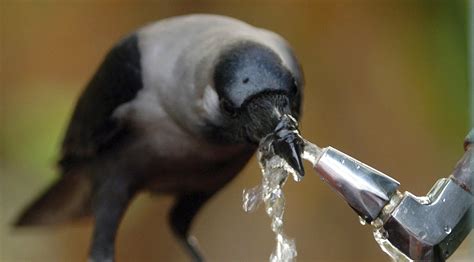 Top 10 Most Intelligent Animals - YouTube