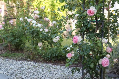 5 Best Cottage Garden Roses To Grow In Your Yard Hydrangea Treehouse