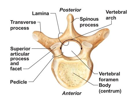 Spine Anatomy Clinical Bone Fit™