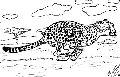 Get This Cheetah Coloring Pages Printable 7nv41