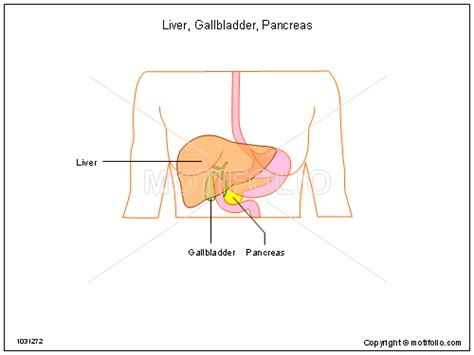 The aast (american association for the surgery of trauma) liver injury scale, most recently revised in 2018, is the most widely used liver injury grading system 3. Liver Gallbladder Pancreas Illustrations
