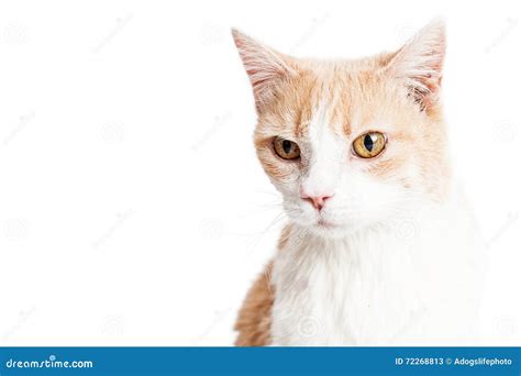 Closeup Portrait Orange And White Cat Stock Image Image Of Portrait