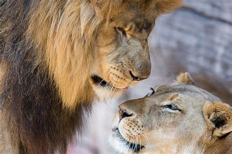 Hd Wallpaper Lion With Lioness Cute Mammal Animal Animal Themes