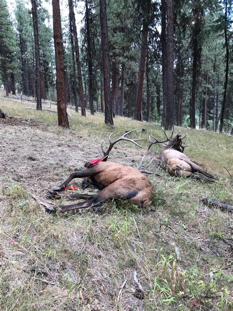 Two Oregon Bull Elk Fought To The Death While Entangled In Barbed Wire