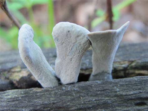 Blue Jay Barrens Tooth Fungi